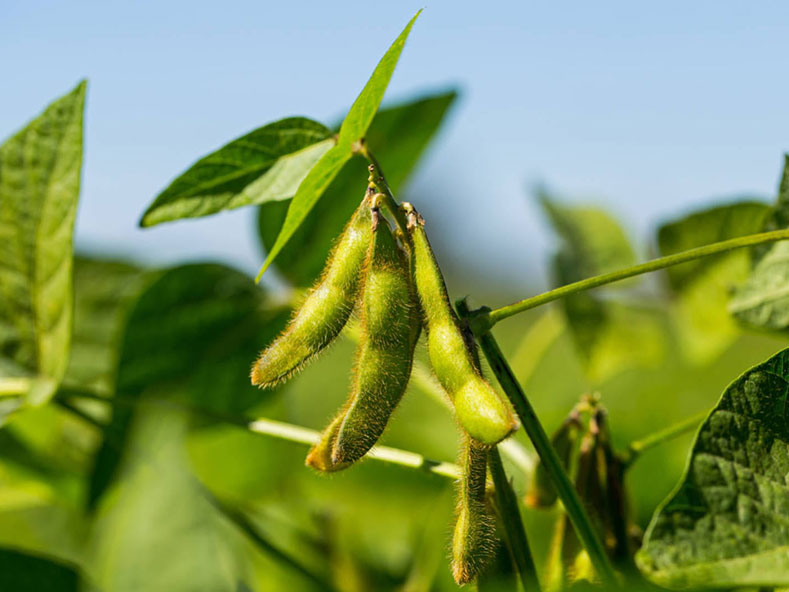 ENLIST E3® OR XTENDFLEX® SOYBEANS: WHICH IS RIGHT FOR YOUR OPERATION?